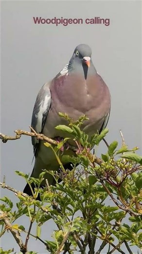 Pigeon Sound Disney Channel Televisión Roku