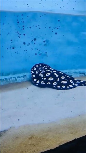 Black Diamond Stingray Fish 💙 බ්ලැක් ඩයමන්ඩ් මඩු මාළුවා 😍 Look at the beauty 🥰