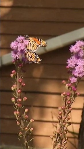 Protecting Pollinators