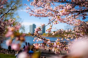 You can now watch a livestream of Toronto's annual Sakura cherry blossom bloom