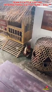 5.3K views · 128 reactions | Team D Cattle Visiting International Cattle Farm – Bali  Global Experience | Local Excellence Exploring international cattle farming techniques to bring innovation back to Pakistan! #TeamDCattle #BaliVisit #InternationalExposure #CattleInnovation #PakistaniFarmersAbroad #bullbasti | Bull Basti Karachi | Facebook