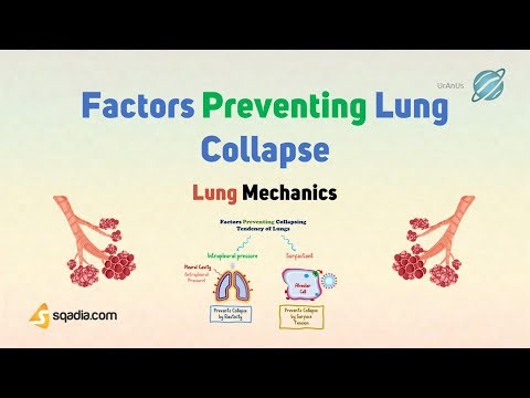 Lung Mechanics | Factors Preventing Lung Collapse