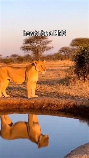 79K views · 37K reactions | Protecting your Queen at all costs. That’s a real king.  @troplanduniverse  made with ai  made with ai #lionking #funnyanimals #couplegoals #wildlife #ai #king #queen | Tropland Universe by Josh Gottsegen | Facebook