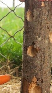 DIY Crafts To Feed Farm Animals! | Lady Panda