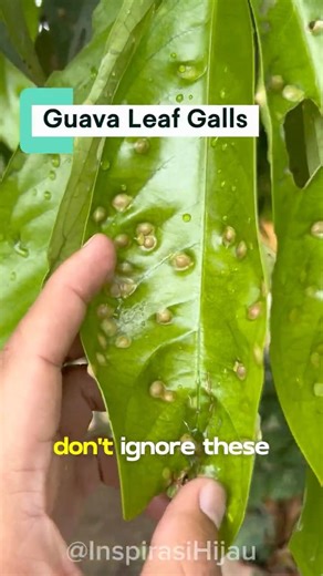 Guava Leaf Galls? Here’s the Real Cause You Must See!