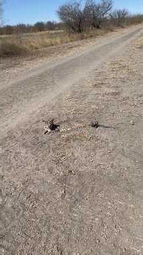 How to pick bobcat locations explained