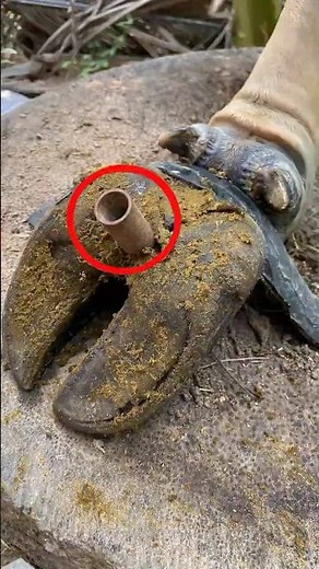 Cut, Trimming and Cleaning Cow’s hooves #shorts ##hooftrimming #shortvideo