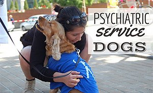 Psychiatric Service Dogs: How To Train, Tasks, Do I Qualify, Best Breeds & More