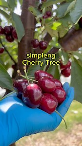 3.7M views · 81K reactions | simpleng puno ng cherry tree ^.^ #positivevibes | Positive Vibes Au | Facebook