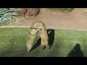 Most Male Capybaras Want to Be Dominant Male. So Play Fighting Soon Turns Aggressive. Romeo Tuff'n