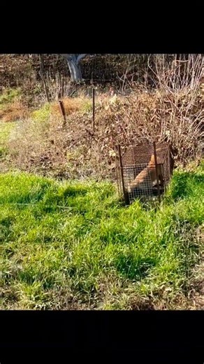 Рвёт сетку #лиса #fox #shorts