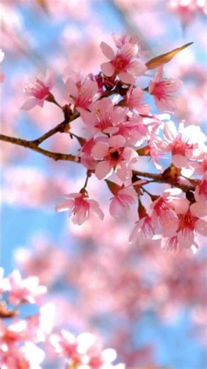 卒業ソング定番なつかしい歌 あおげばとうとし／仰げば尊し｜合唱【日本の名曲】古語が紡ぐ、究極の感謝の歌『仰げば尊し』の調べ