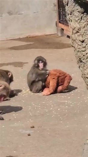 Punch Kun: 最可爱的小猴子视频