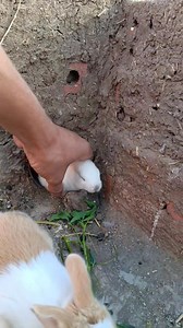 504K views · 1.9K reactions | Hunger Uncovered Earth’s Cutest Creatures! | تصوير حيوانات | Facebook