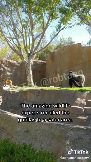 Dog Rescue at San Diego Zoo: Mighty Joe Young Safe & Sound!