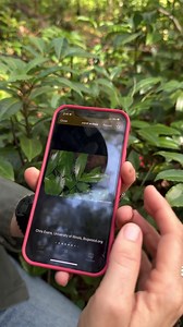 TERMINOLOGY TUESDAY 🌿 w/ the Florida Native Plant Society! What can you do to help prevent the spread of invasive plants? Learn to identify and report invasive plants in your region! Use the links below to familiarize yourself with invasive plants in Florida. Some Florida counties provide lists of invasive species common to your area - google your county name and “invasive plants” to look for one. Apps like INaturalist and Seek can also help you identify invasive plants in the field. Many invas