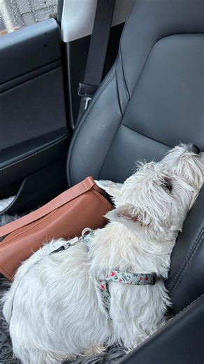 Mission — “ find the poop.” 💩💩💩💩 #puppy #funnypup #poop #poopjoke | Beauty by Arevik