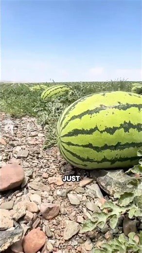 Watermelons Growing in the Desert? Modern Farming Explained