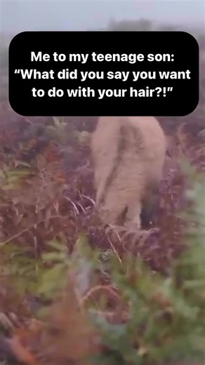 Every Eighth Grader Has This Haircut — Funny School Trend