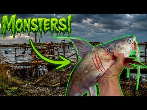 This Abandoned Industrial Dock Was FULL of Monster Saltwater Catfish! (Catch, Clean, Cook)