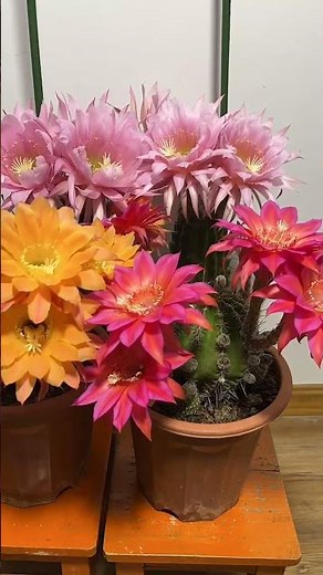 Breathtaking Cactus Flower Blooming! 🌸✨