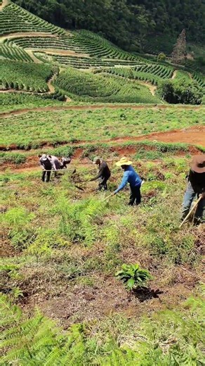 triando café novo #roca #agro #turma #vidanaroca