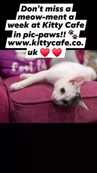 2.1K views · 71 reactions | It's fun fun fun at Kitty Cafe...