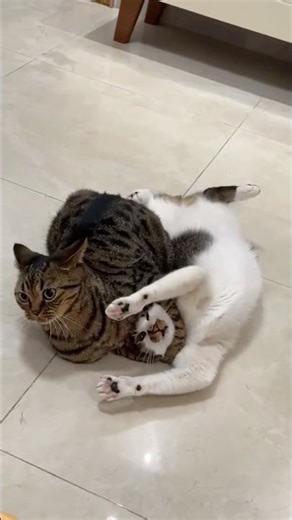 Cat WWE🥊 #funnycat #pet #fyp #funnyvideo #wwe