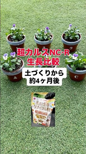 【超カルスNC-R】88円のビオラ苗🌸再生土で良く育ってます🌸 #shorts #ガーデニング #超カルスNCR #超カルスncrアンバサダー #pr 比較