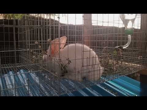 MY RABBIT FARM JOURNEY, FROM DAY 1