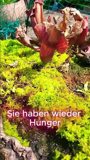 Meine fleischfressenden Pflanzen erwachen… 😱