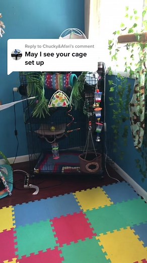 Marmoset Monkey Room Setup and Care Tips