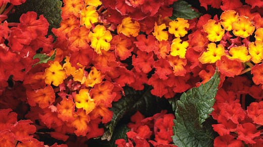 56K views · 2.3K reactions | If we are talking about new plants, that...