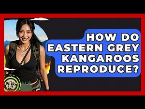 How Do Eastern Grey Kangaroos Reproduce? - The Wild Life Explorer