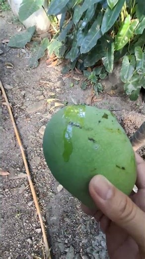 Look this mango tree no need to climb just pick it! #mango #trending #shortvideo
