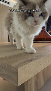 27K views · 1.2K reactions | #booba x chômeur x ruby 藍 | Chris Schindler | Facebook