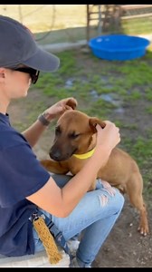 DANNI (1200799) "Darling Danni is listed as a 6 month old Rhodesian Ridgeback. She is dog friendly and has a lot of puppy energy. Danni did well on the leash for me today. She loved playing with her 2 kennelmates outside!" ADOPT - 3951 Fruitvale Avenue / Mon-Sat 10a-4p, Wed 2p-7p FOSTER - dogfoster@kerncounty.com / 661-868-7130 RESCUE - rescue@kerncounty.com / 661-549-4355 QUESTIONS - animalservices@kerncounty.com / 661-868-7120 *If you do not live locally, you can adopt over the phone. Content 