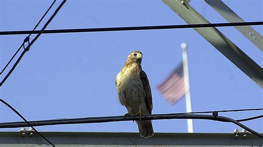 Red-tailed hawk crashed through window of South Jersey home