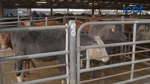 11K views · 45 reactions | The Commercial Beef Value (CBV) aims to assist farmers in accessing the genetic beef merit of a calf. The manager of Co. Carlow-based Tullow Livestock Sales, Eric Driver says he believes the CBV “is going to be a major positive for the calf trade” at marts. This video is part of the Commercial Beef Value Series in association with ICBF #collab | Agriland.ie | Facebook