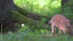 Cute fox cub looking for food in the forest around its burrow. Natural environment, spring forest.