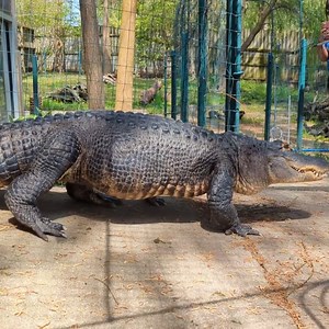 5.5K views · 127 reactions |  The weather is finally warming up and summer is approaching, which means our warmer weather animal pals can return to their outdoor habitats!  | Saginaw Children's Zoo | Facebook
