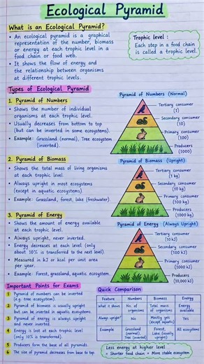Ecological Pyramid // Biology Notes in English // Biology