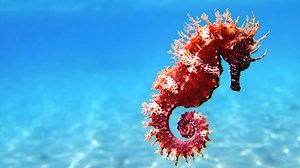 19K views · 1.3K reactions | Sea Horse  How Do They Move in Water? |...