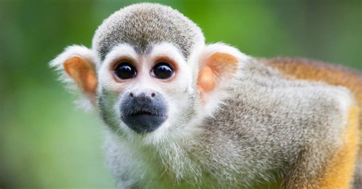 A Monkey as a Pet, is it a Good Idea?