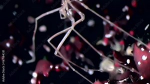 Marine spider pycnogonida close up underwater on black background of seabed. Unique amazing beautiful exotic macro video. Life in pure clear clean water.