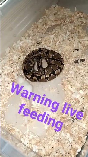 ball python eating live rat