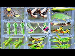 Amazing Wild Bug Catching: Giant Katydid, Joro Spiders, Raspy Cricket, Praying Mantis & More