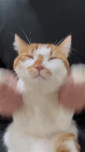 Kitty doing the Mickey dance~ #MickeyMouseClubhouse #Cats #OrangeCat#ForYouPage#viral