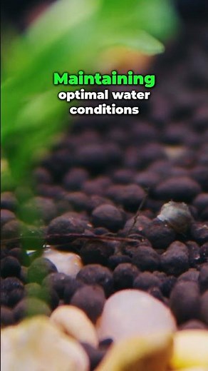 Pea Puffers: Tiny Fish, HUGE Personalities!