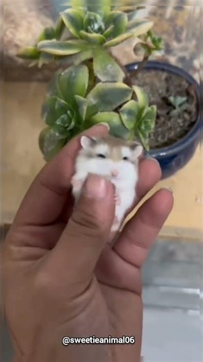 Cutest Dwarf Hamster🥰 #hamster #hamstergram #cuteanimals